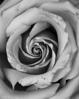 Alison Spiral