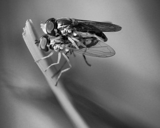 Fly Mate
