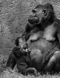Mom and Baby Gorilla