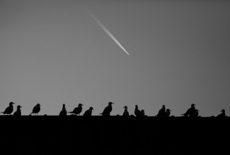 Flight
