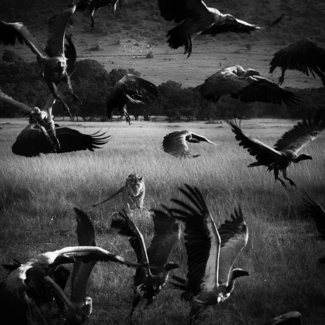The hunt