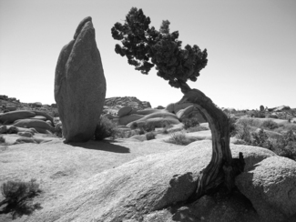 Joshua Tree National Park