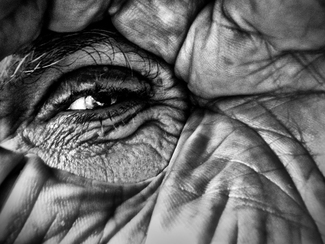 Self Portrait 245