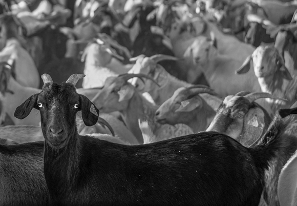 Black Goat
