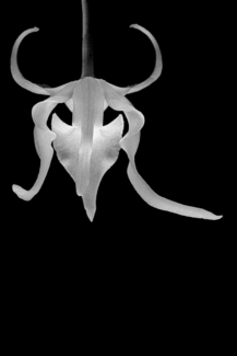 Buffalo Shroud