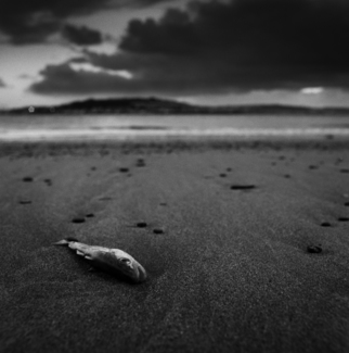 Dead Fish