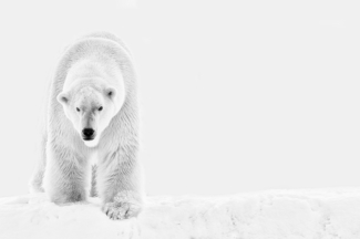 Polar bear