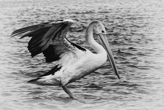 PELICAN