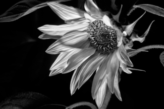 SUNFLOWER (1)