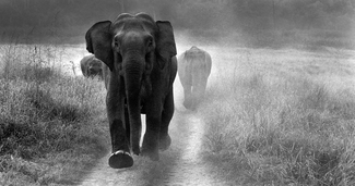 WILD CHASE