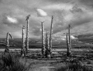 A death in the desert 1