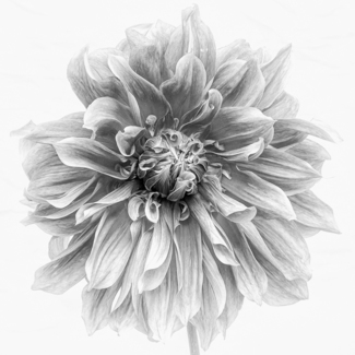 Dahlia