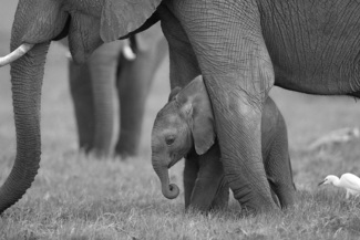 Elephant Love