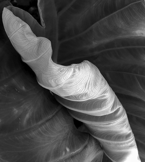 June Leaf 16