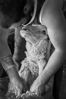 Shearers1