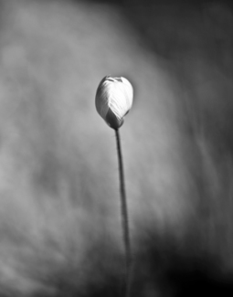 INTROSPECTION