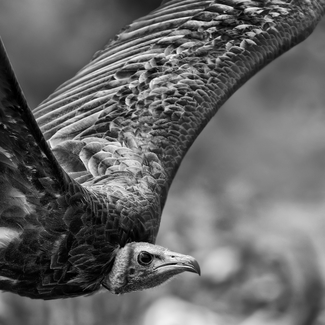 V-Bird