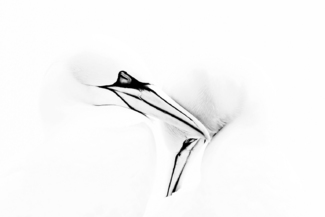 Gannets