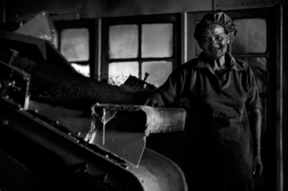 tea factory