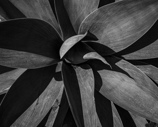 Agave, Legion of Honor, SF
