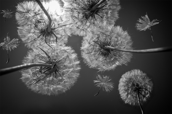 Puffballs