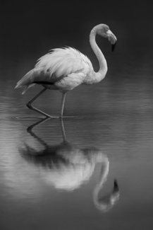 Wading