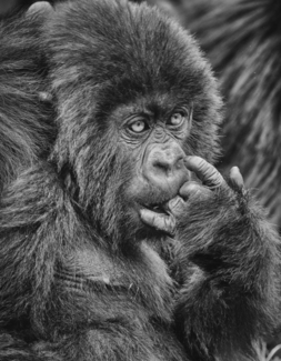 little thinker