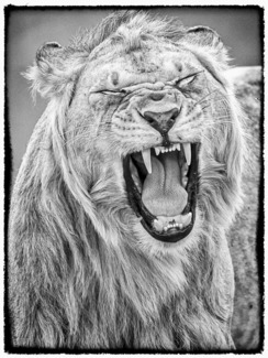 Finn_Michael_Lion3442A