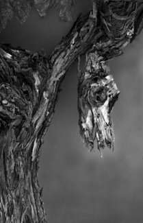 Wine Vine 74