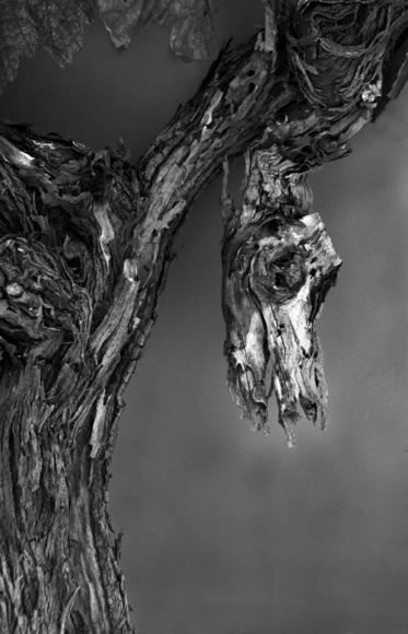 Wine Vine 74