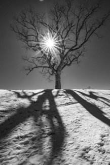 Tree. Hill. Snow. Sun.