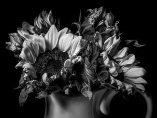 sunflower (2)