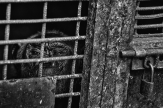 Closed Cell