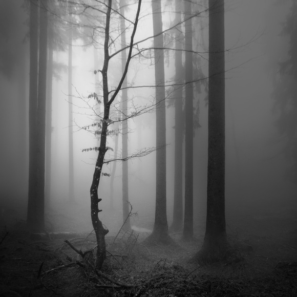 Winterwald_1