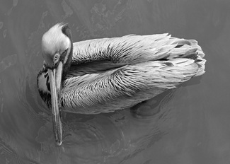 Floating Pelican