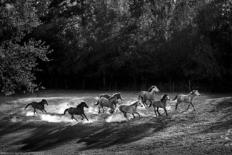 Pony Herd