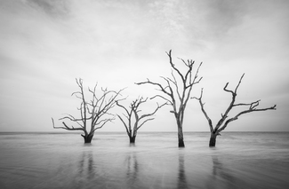 Four Sisters