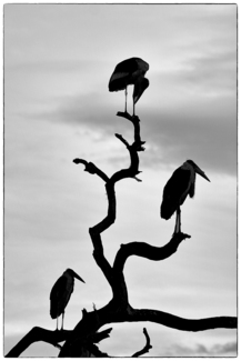 Marabou Stork