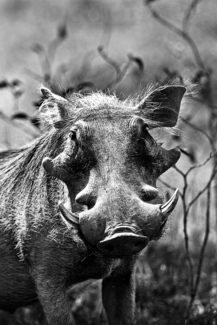 The Mighty Warthog