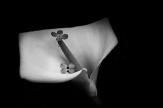 Silence (1)