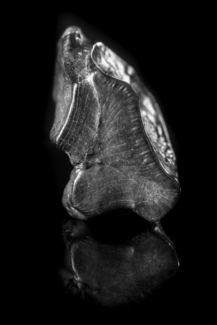 Shed Tooth