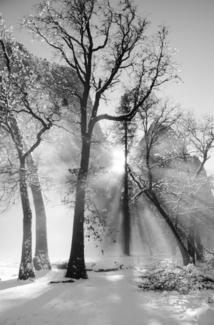Tree Drama
