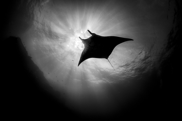 Manta Ray & Sunburst