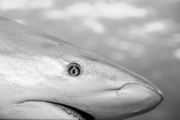 Caribbean Reef Shark Portrait