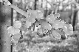 Frozen Apple blossoms in springtime