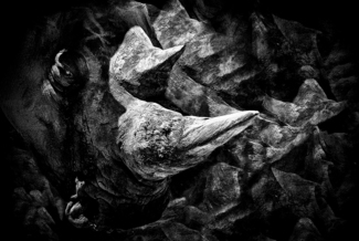 Rhinoceros
