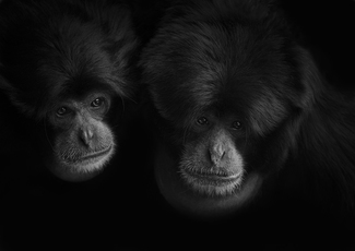 Dynamic Duo