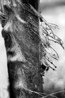 the veil