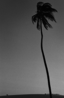 Palm, People and Horse