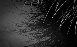Reeds